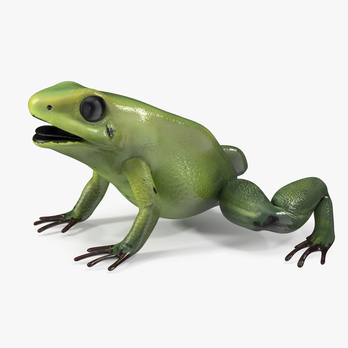 Green Morph Dart Frog Rigged for Cinema 4D 3D