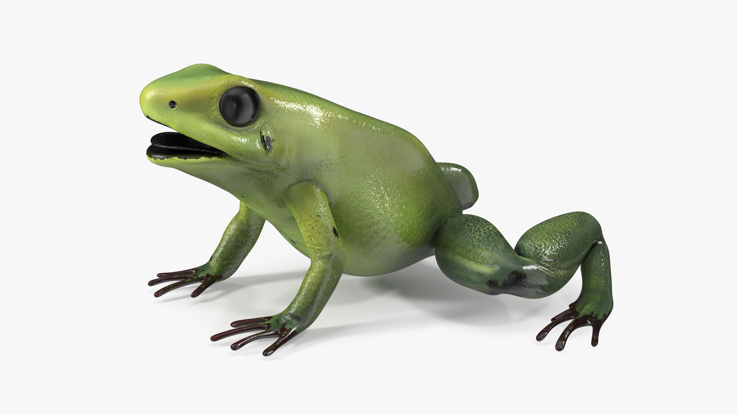 Green Morph Dart Frog Rigged for Cinema 4D 3D