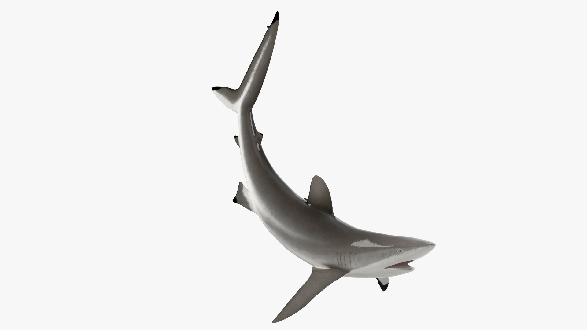 Realistic Silky Shark Rigged for Cinema 4D 3D