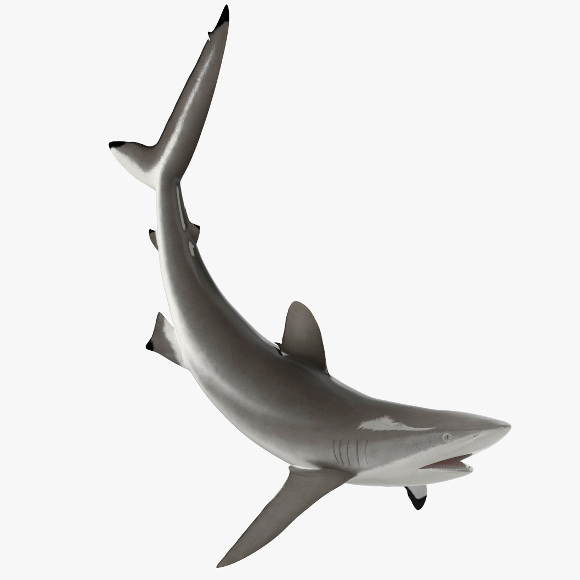 Realistic Silky Shark Rigged for Cinema 4D 3D
