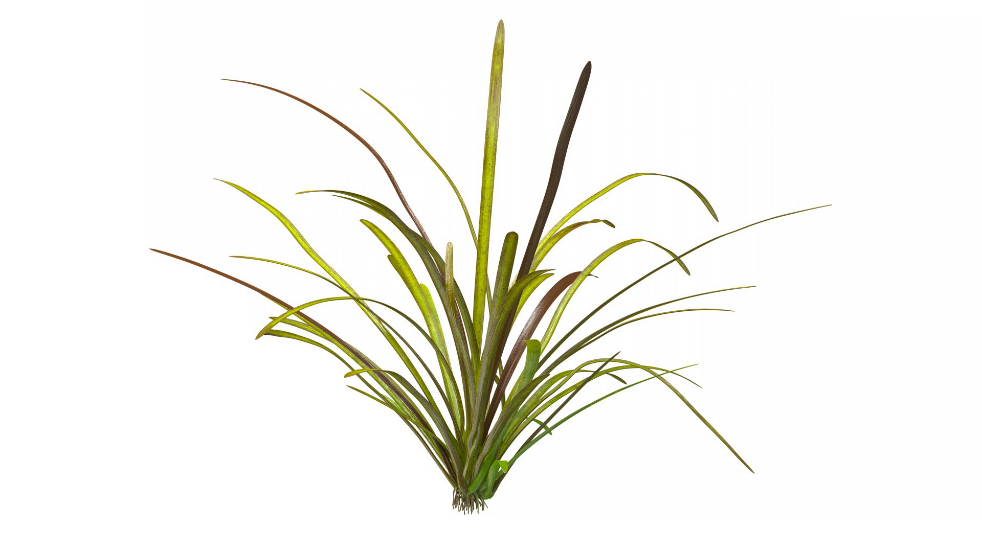 Aquatic Plant Sagittaria Dead 3D model