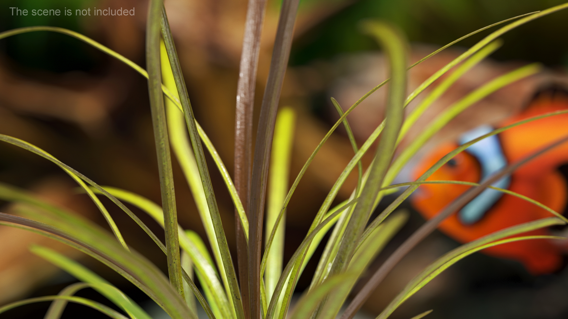 Aquatic Plant Sagittaria Dead 3D model