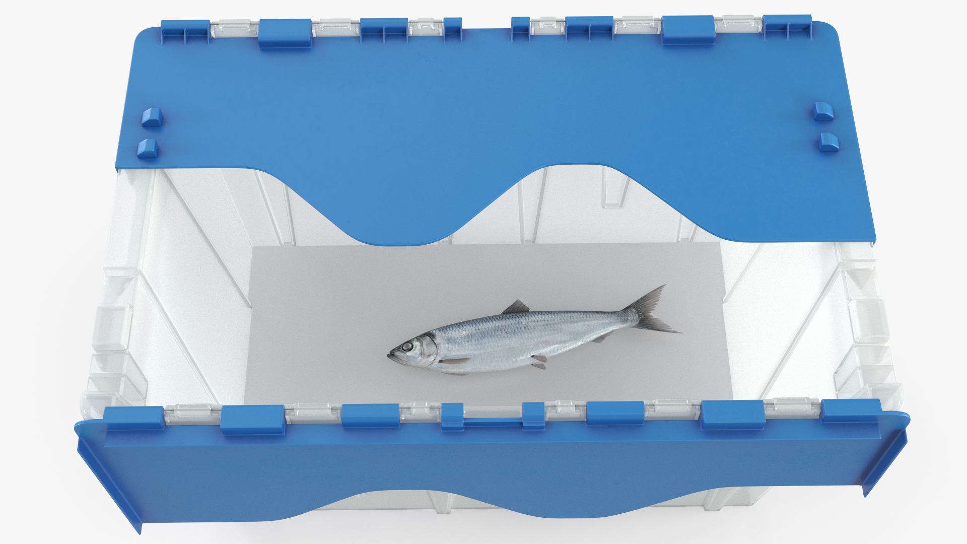 Plastic Fish Crate with Atlantic Herring - view 5