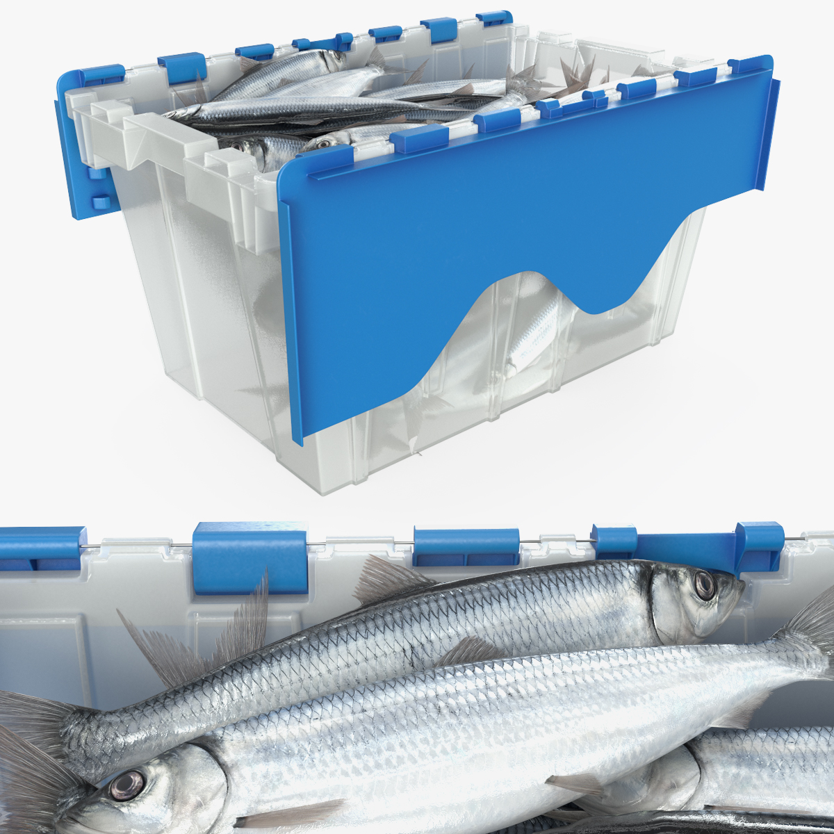 Plastic Fish Crate with Atlantic Herring - view 12