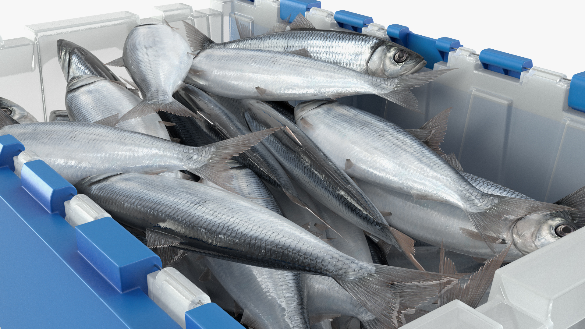Plastic Fish Crate with Atlantic Herring - view 3
