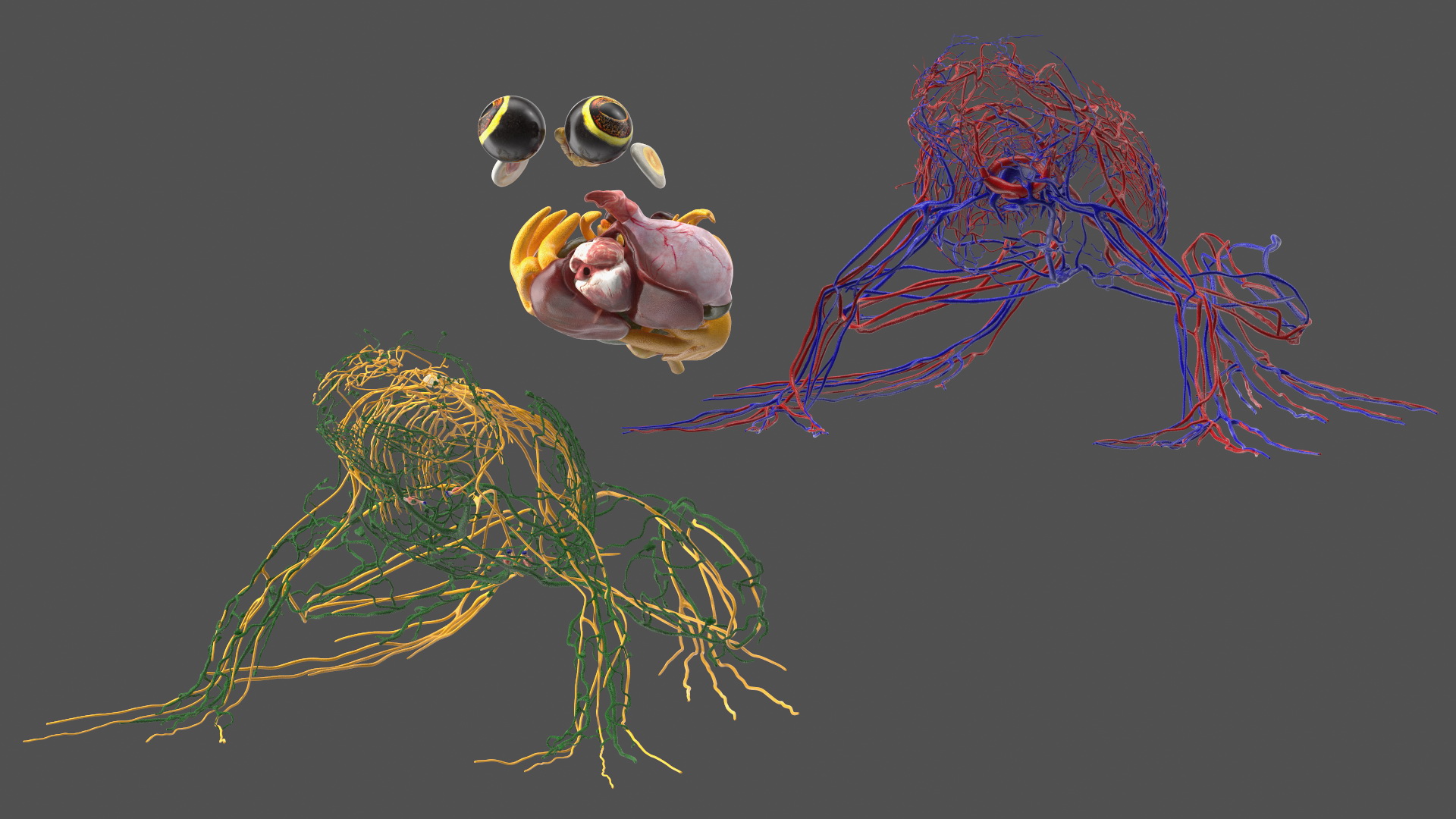 3D Frog Venous System model