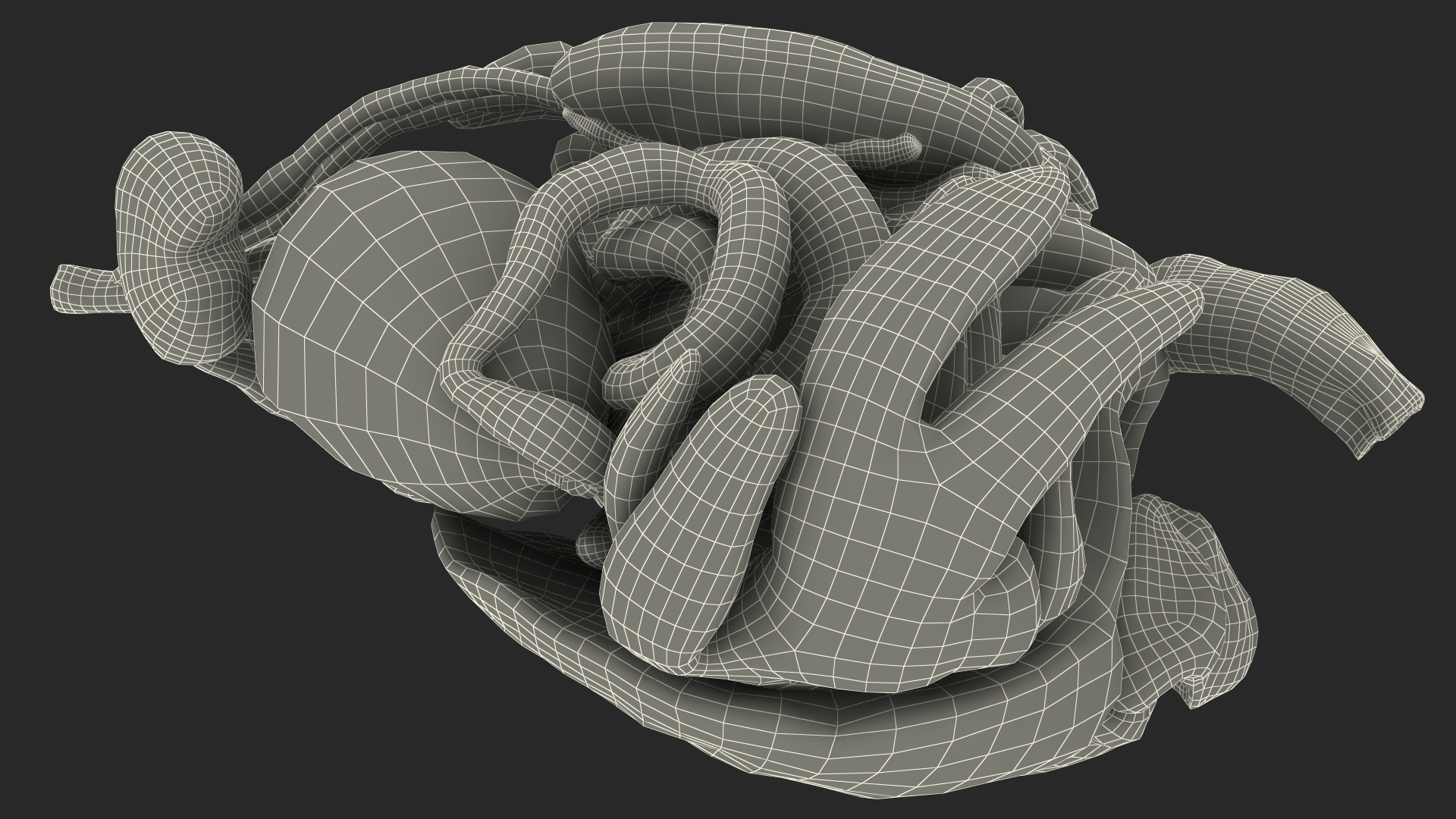 3D Frog Venous System model
