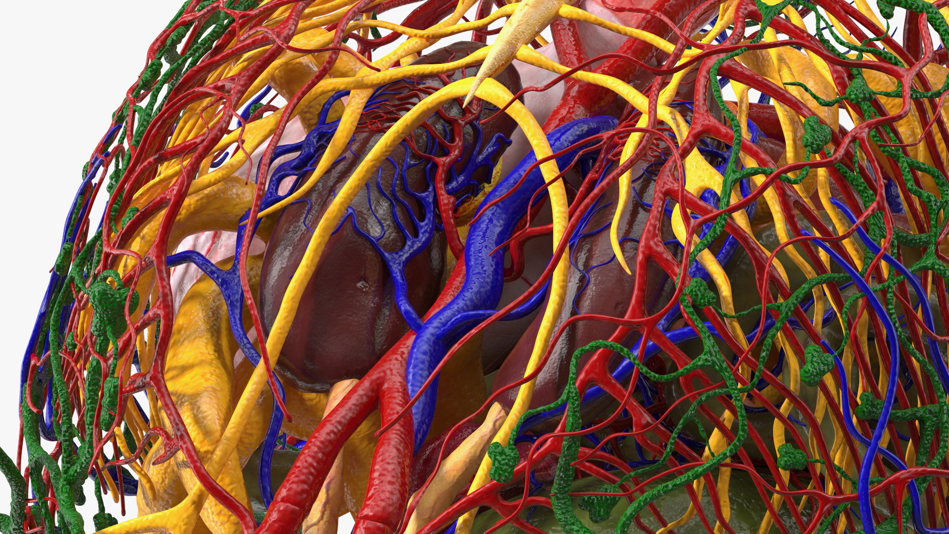 3D Frog Venous System model