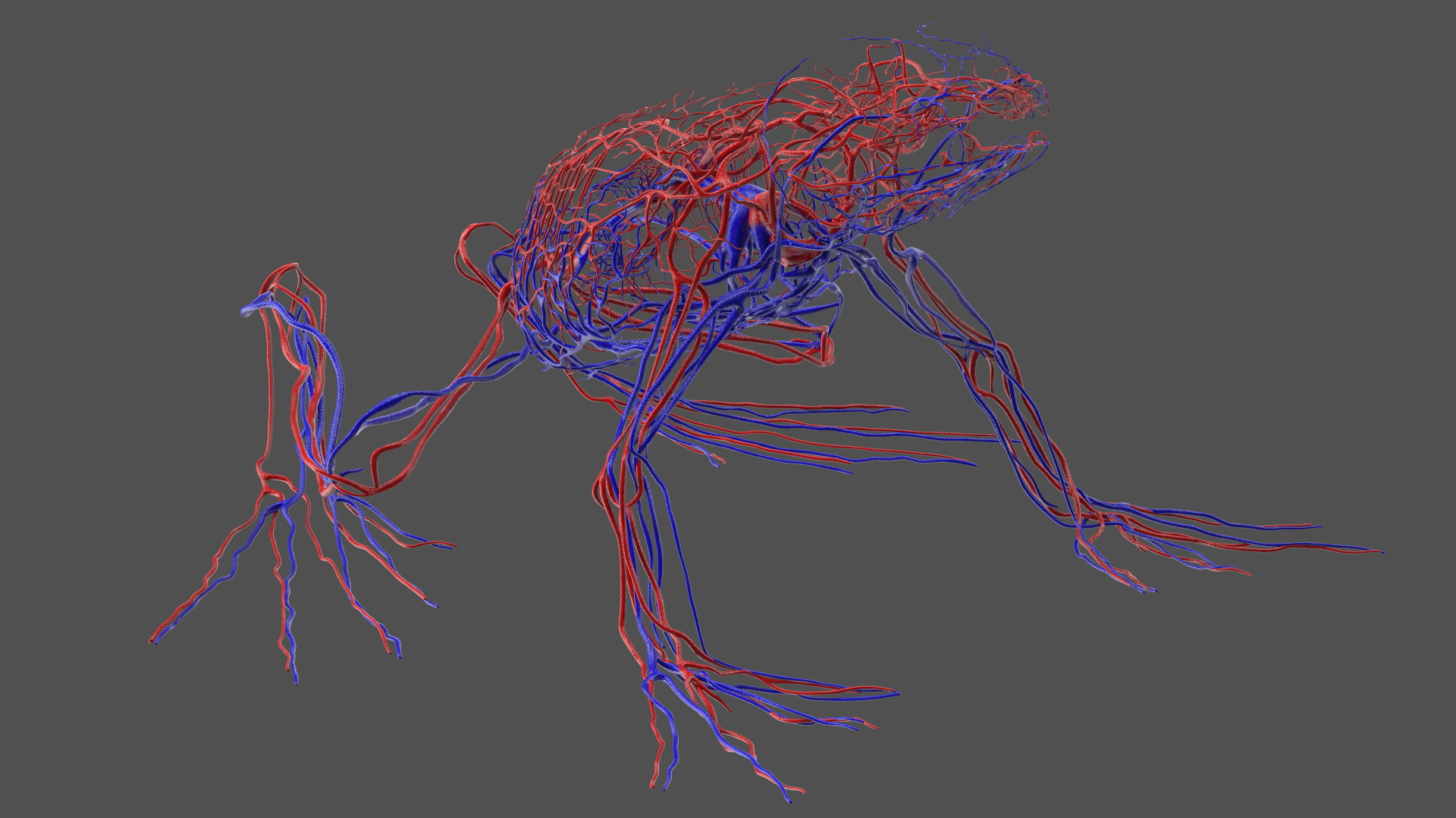3D Frog Venous System model