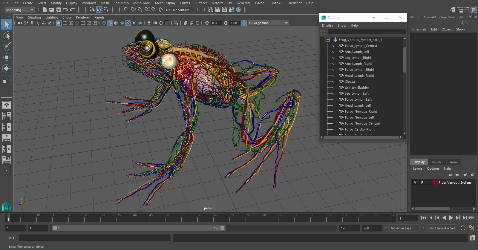 3D Frog Venous System model