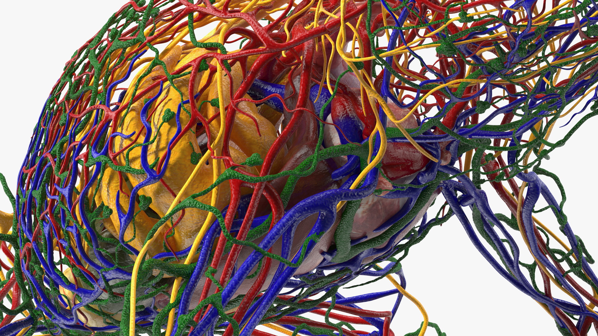 3D Frog Venous System model