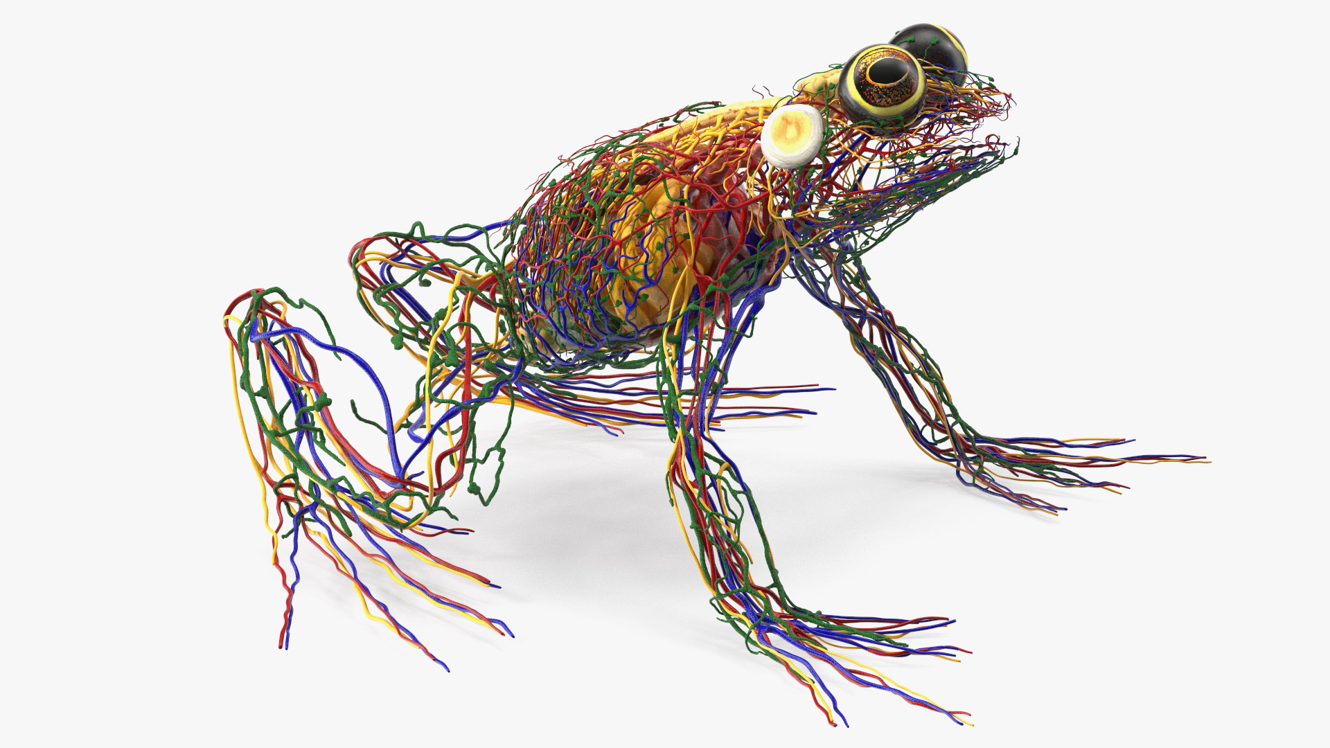 3D Frog Venous System model