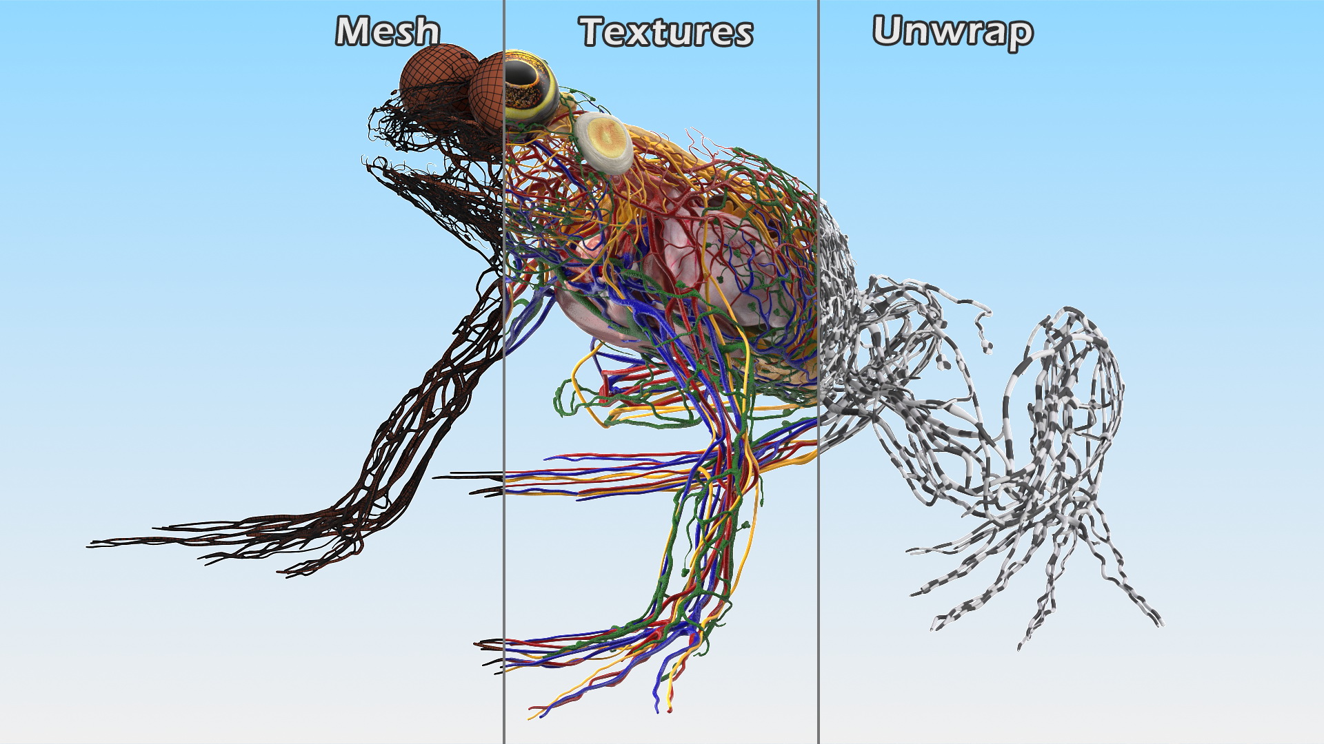 3D Frog Venous System model