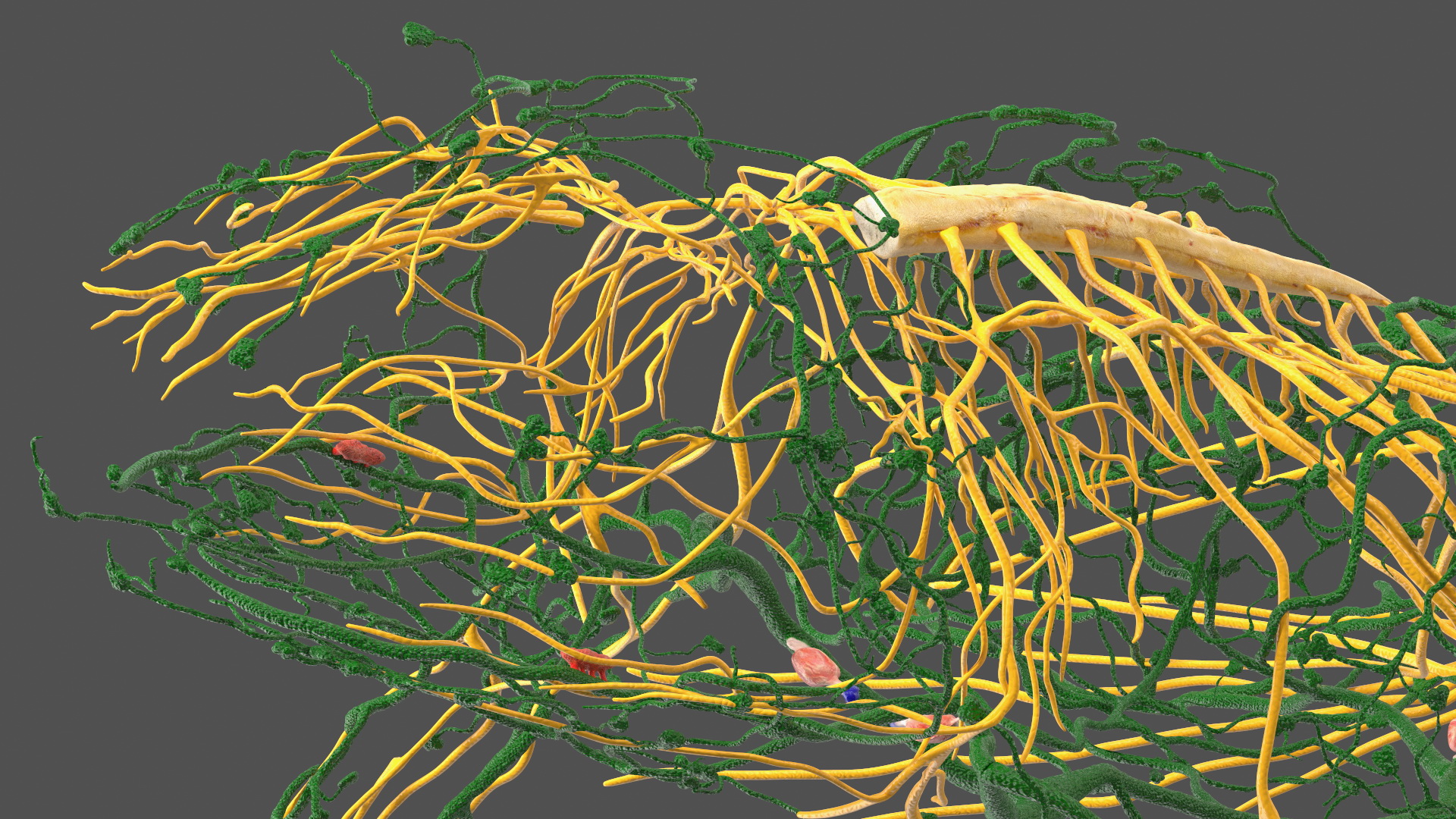 3D Frog Venous System model