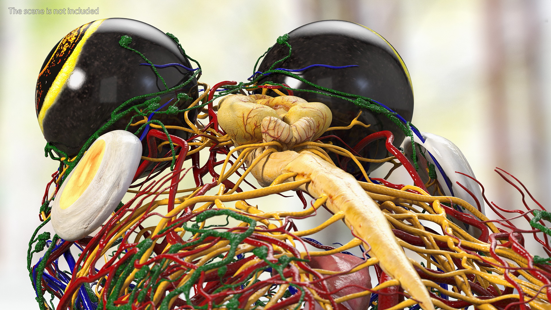 3D Frog Venous System model