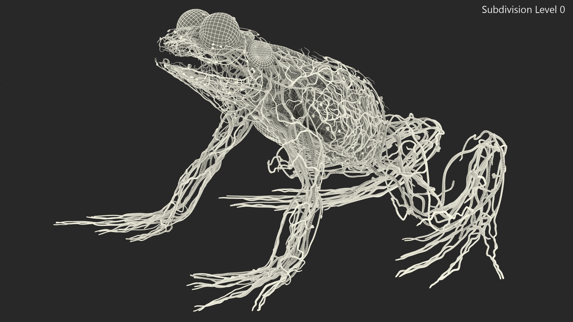 3D Frog Venous System model