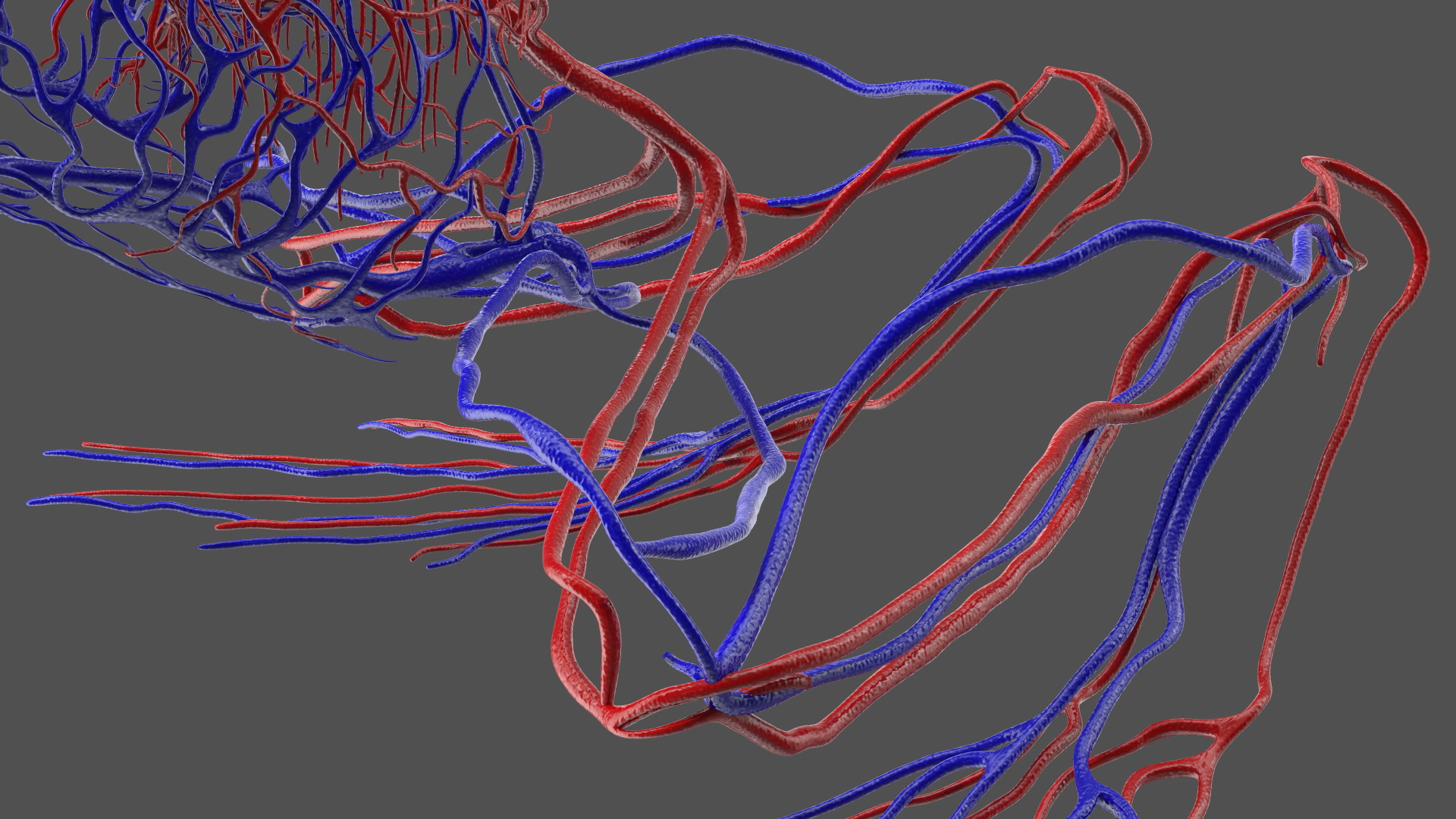 3D Frog Venous System model