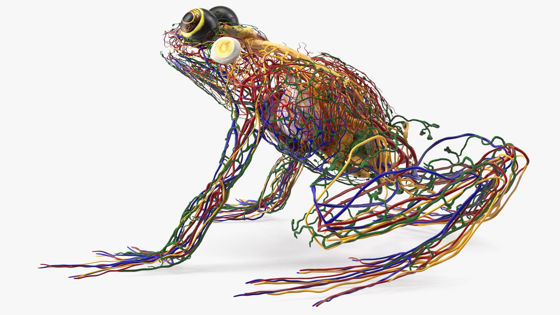3D Frog Venous System model