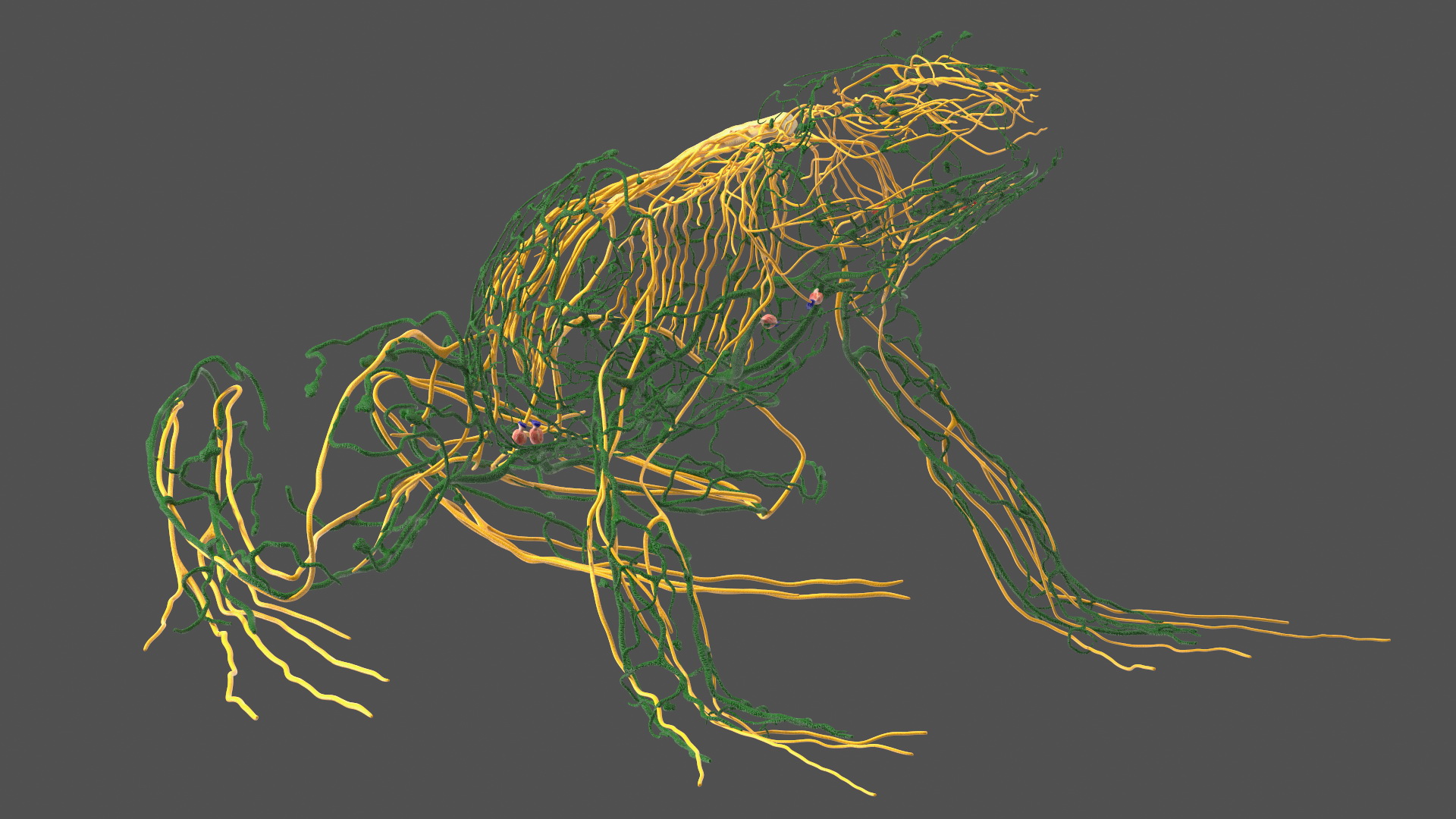 3D Frog Venous System model