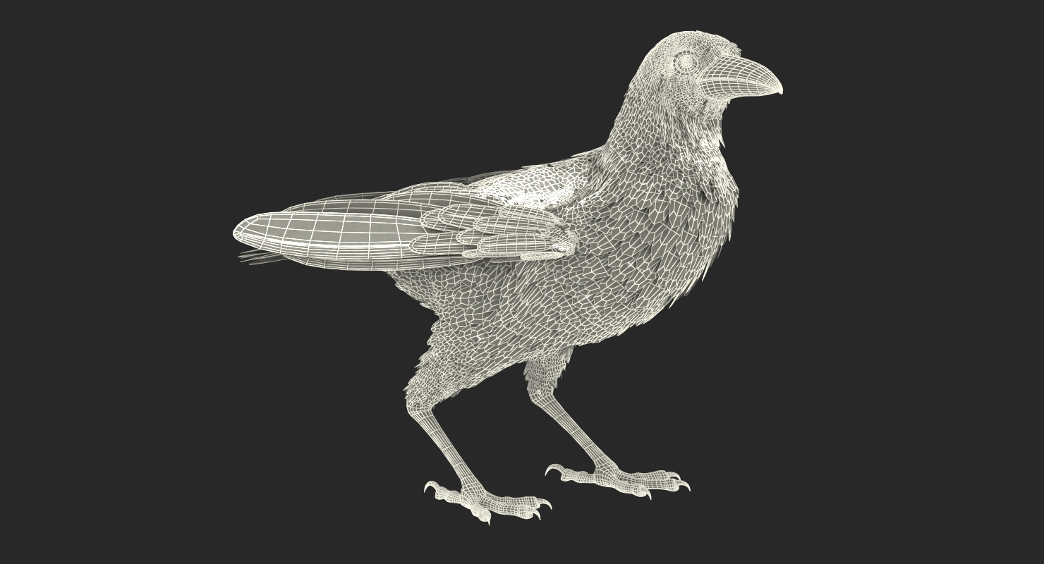 3D Raven Corvus Standing Pose