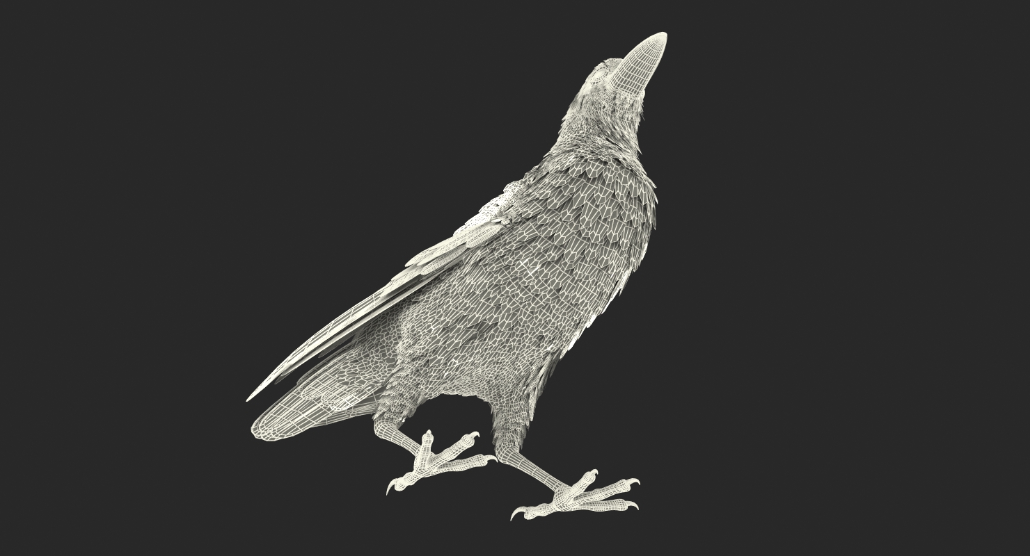3D Raven Corvus Standing Pose