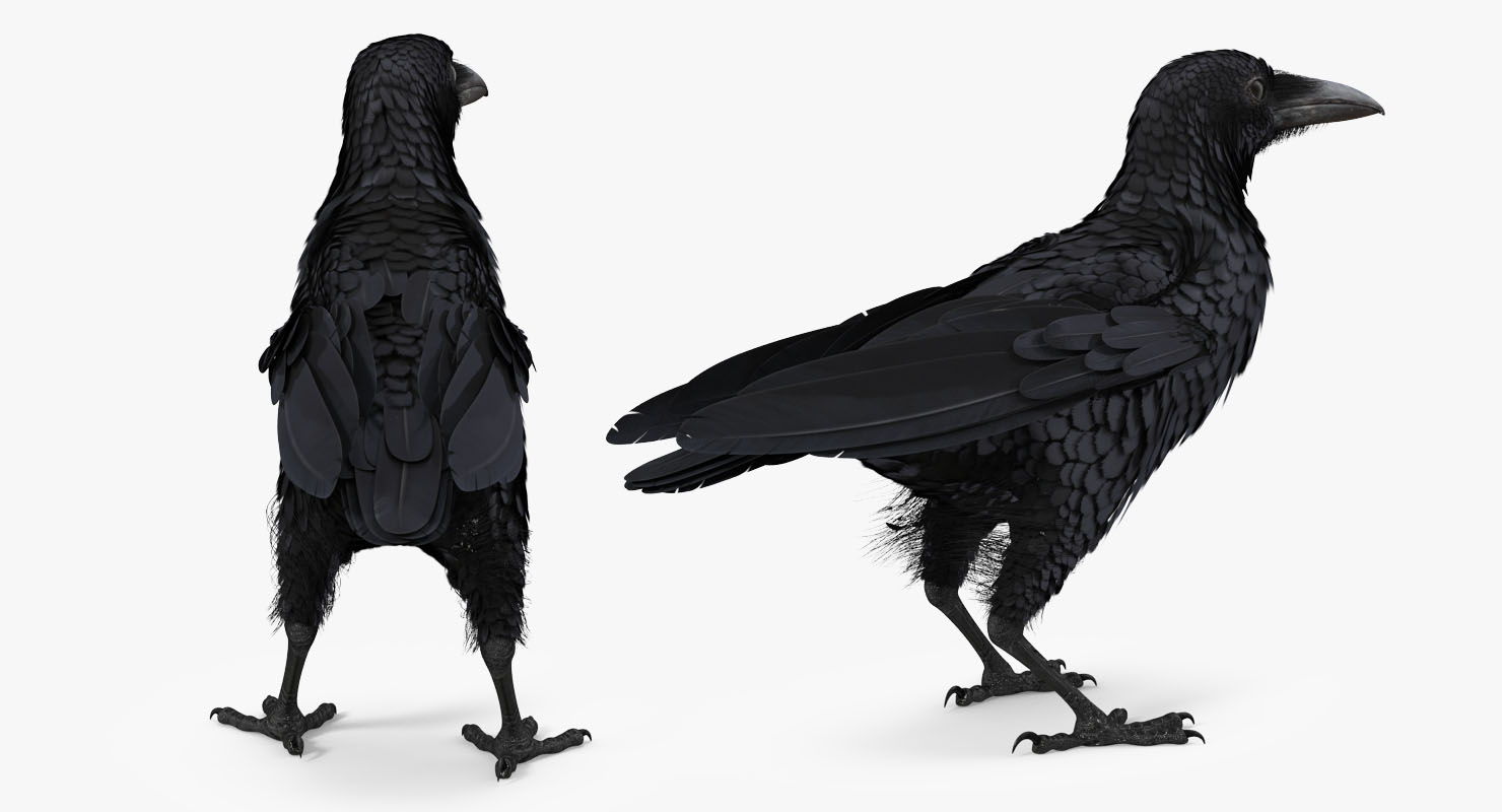 3D Raven Corvus Standing Pose