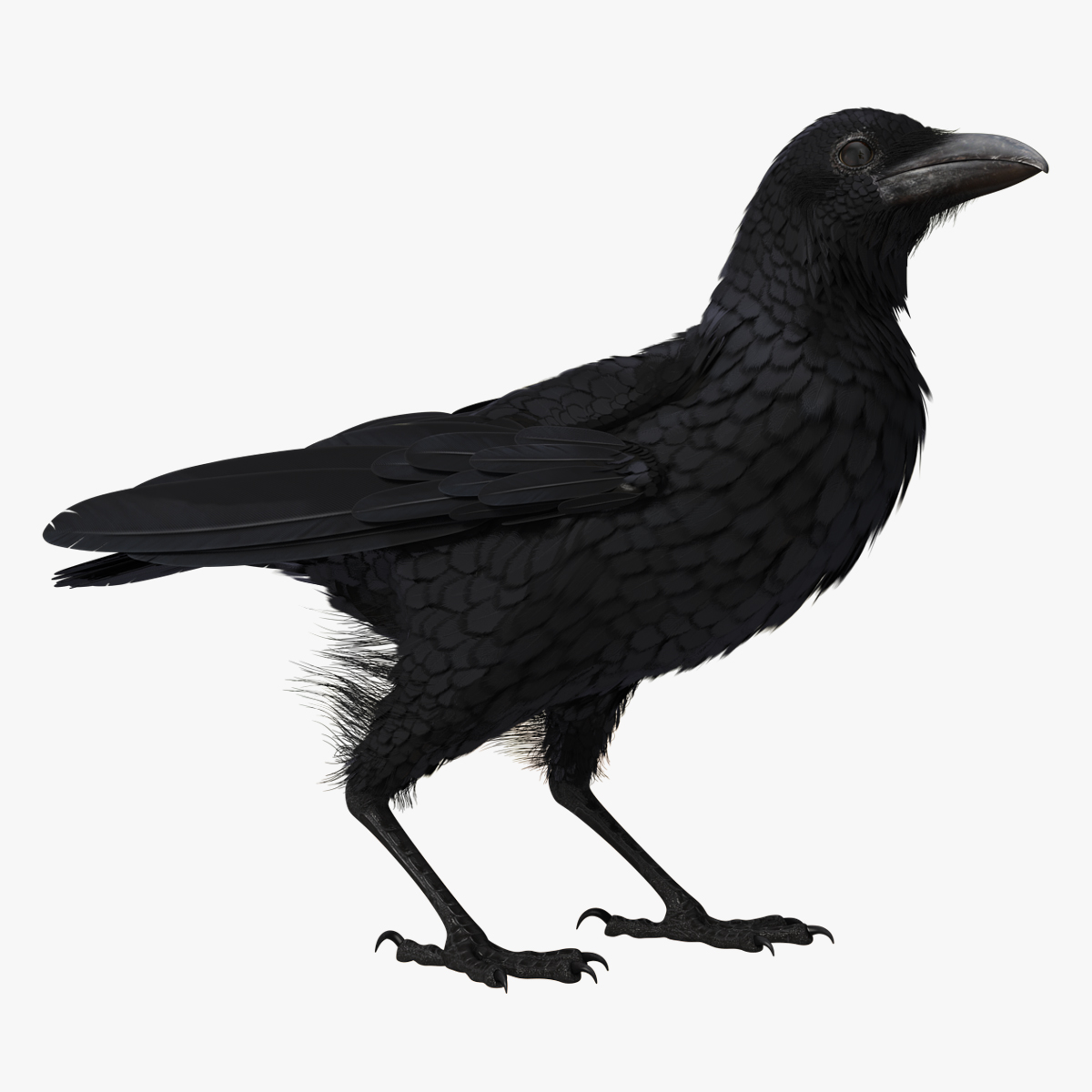 Raven Corvus Standing Pose
