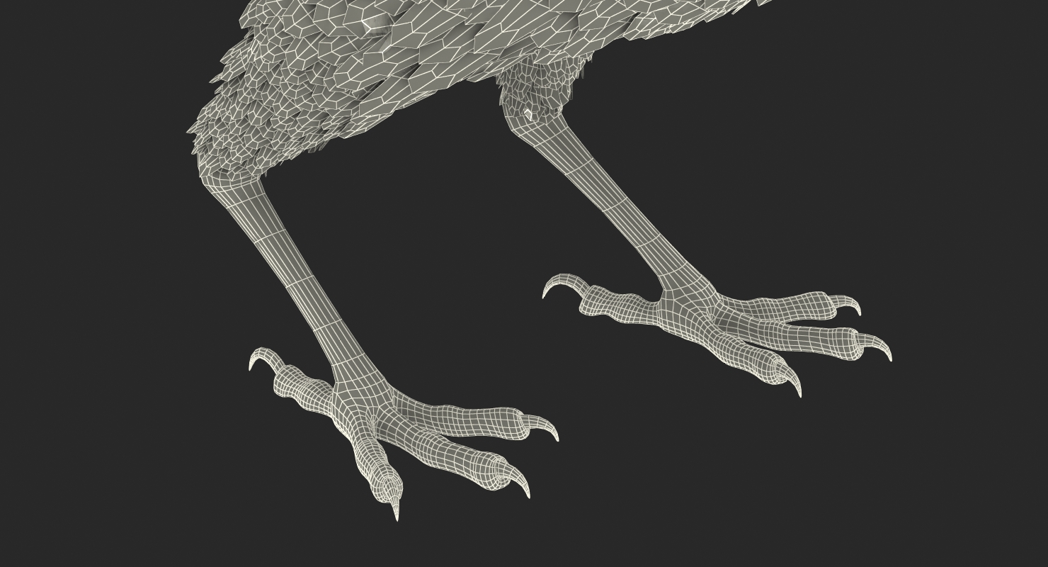 3D Raven Corvus Standing Pose