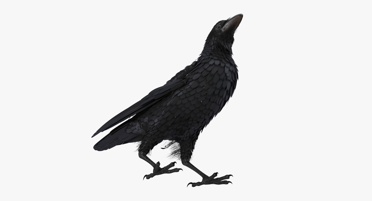 3D Raven Corvus Standing Pose