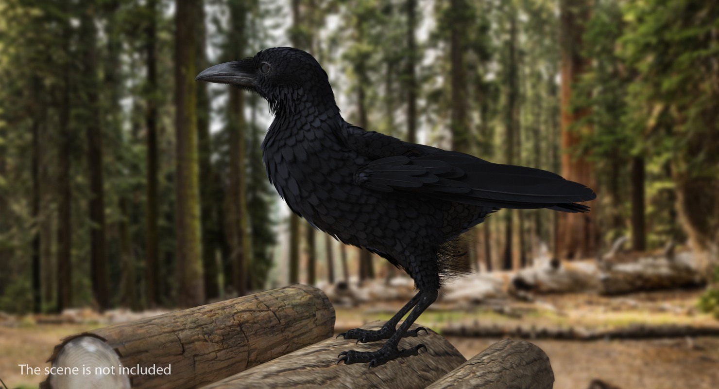 3D Raven Corvus Standing Pose