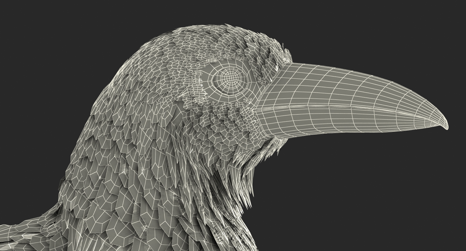3D Raven Corvus Standing Pose
