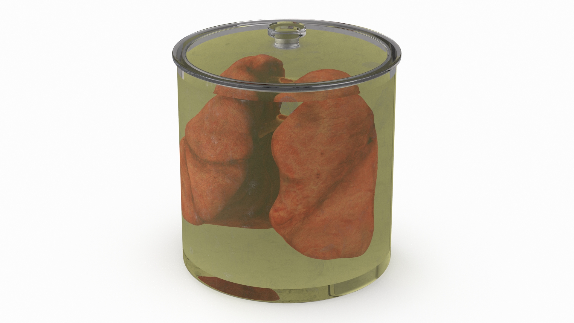Human Lungs in Glass Jar 3D model