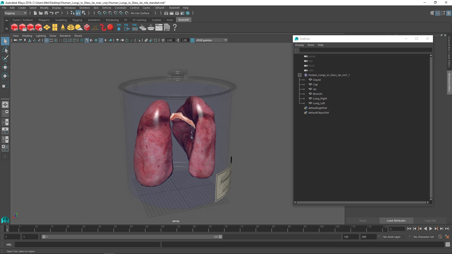 Human Lungs in Glass Jar 3D model
