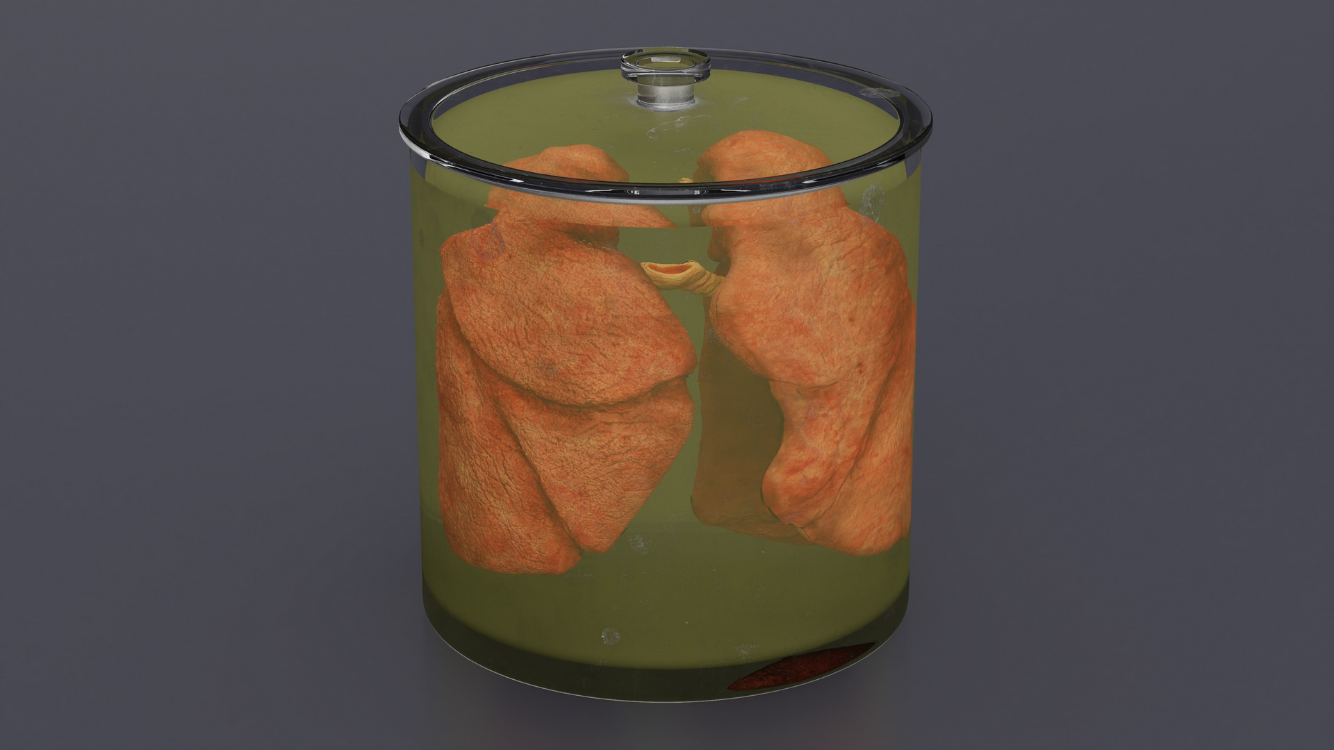 Human Lungs in Glass Jar 3D model