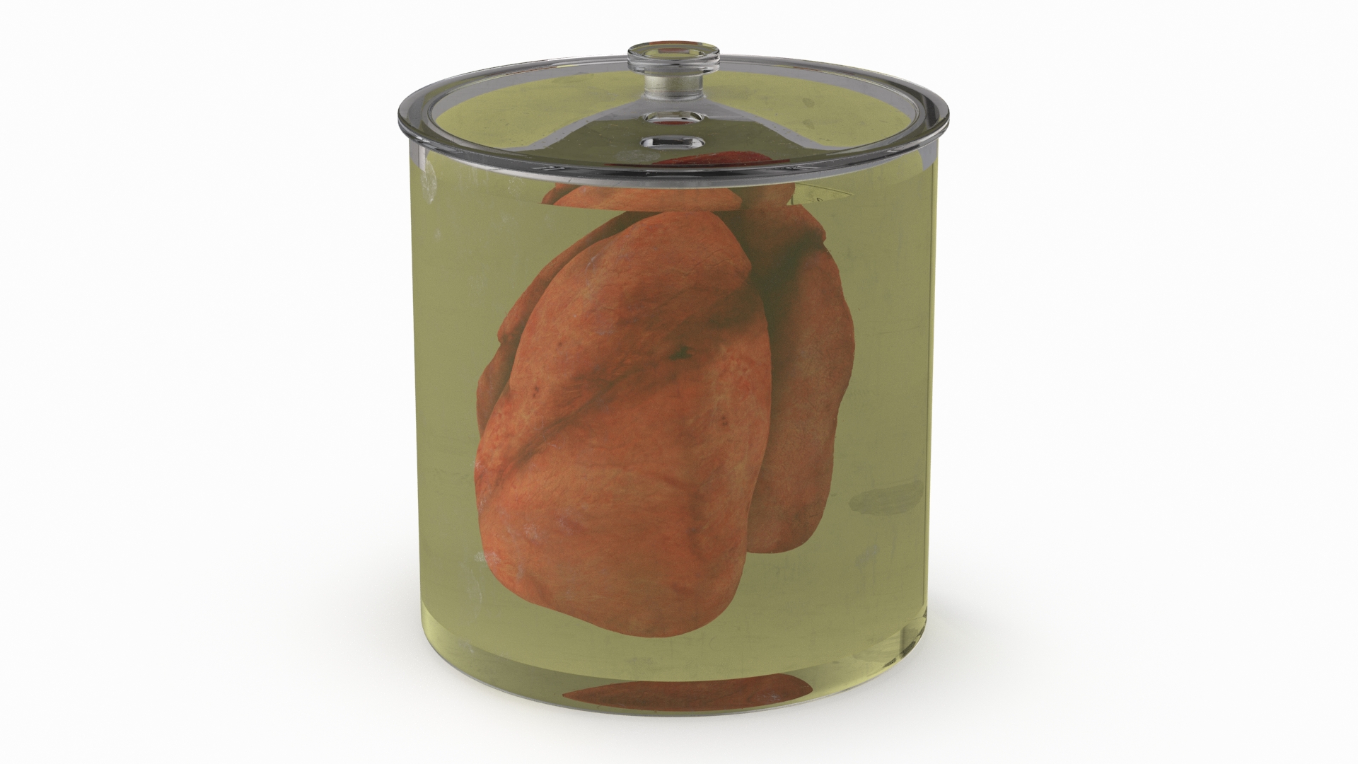 Human Lungs in Glass Jar 3D model