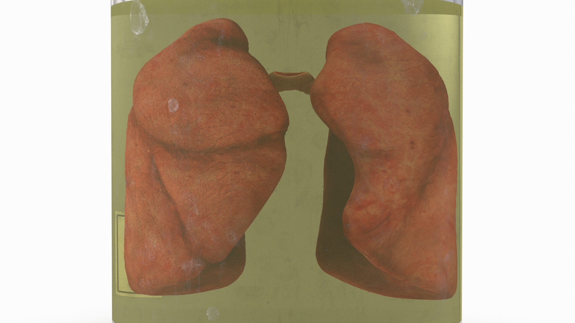 Human Lungs in Glass Jar 3D model
