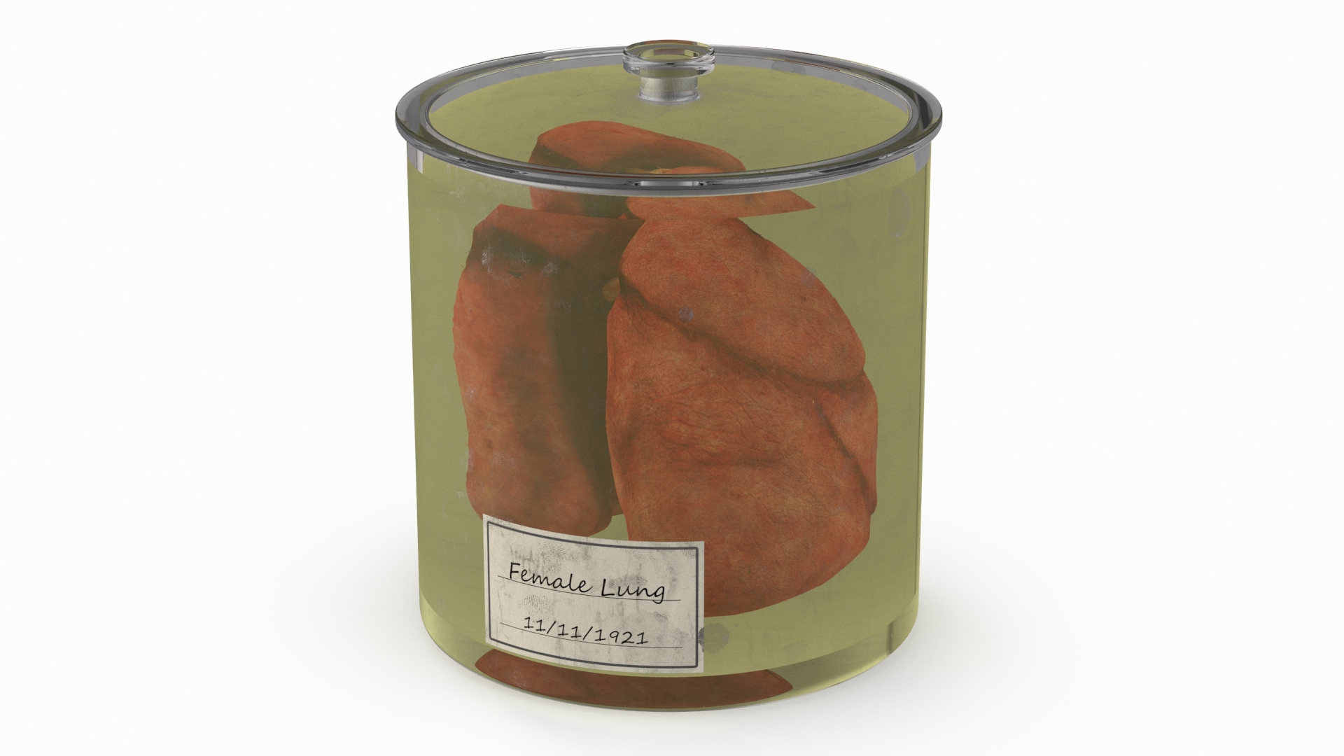Human Lungs in Glass Jar 3D model