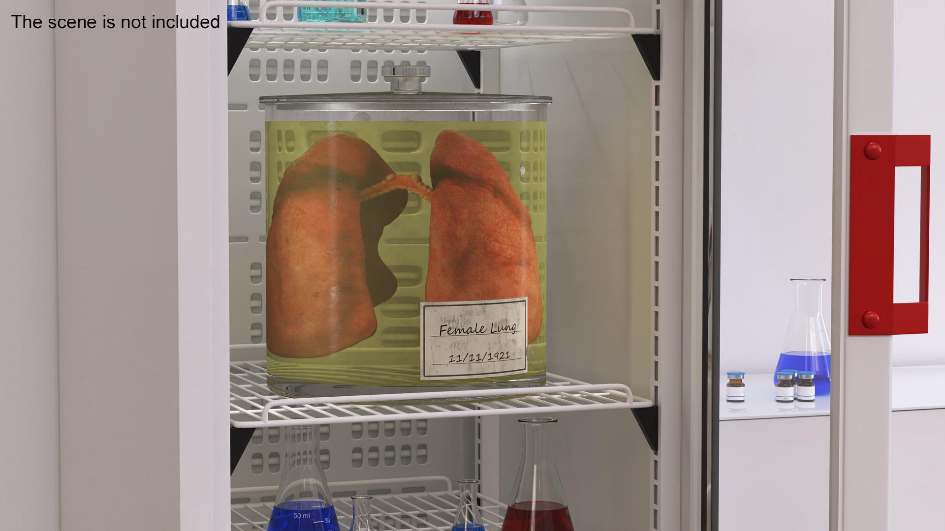 Human Lungs in Glass Jar 3D model
