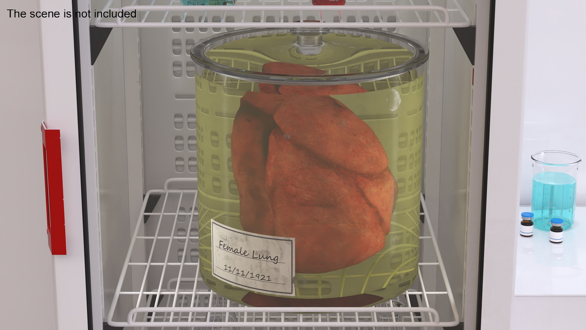 Human Lungs in Glass Jar 3D model