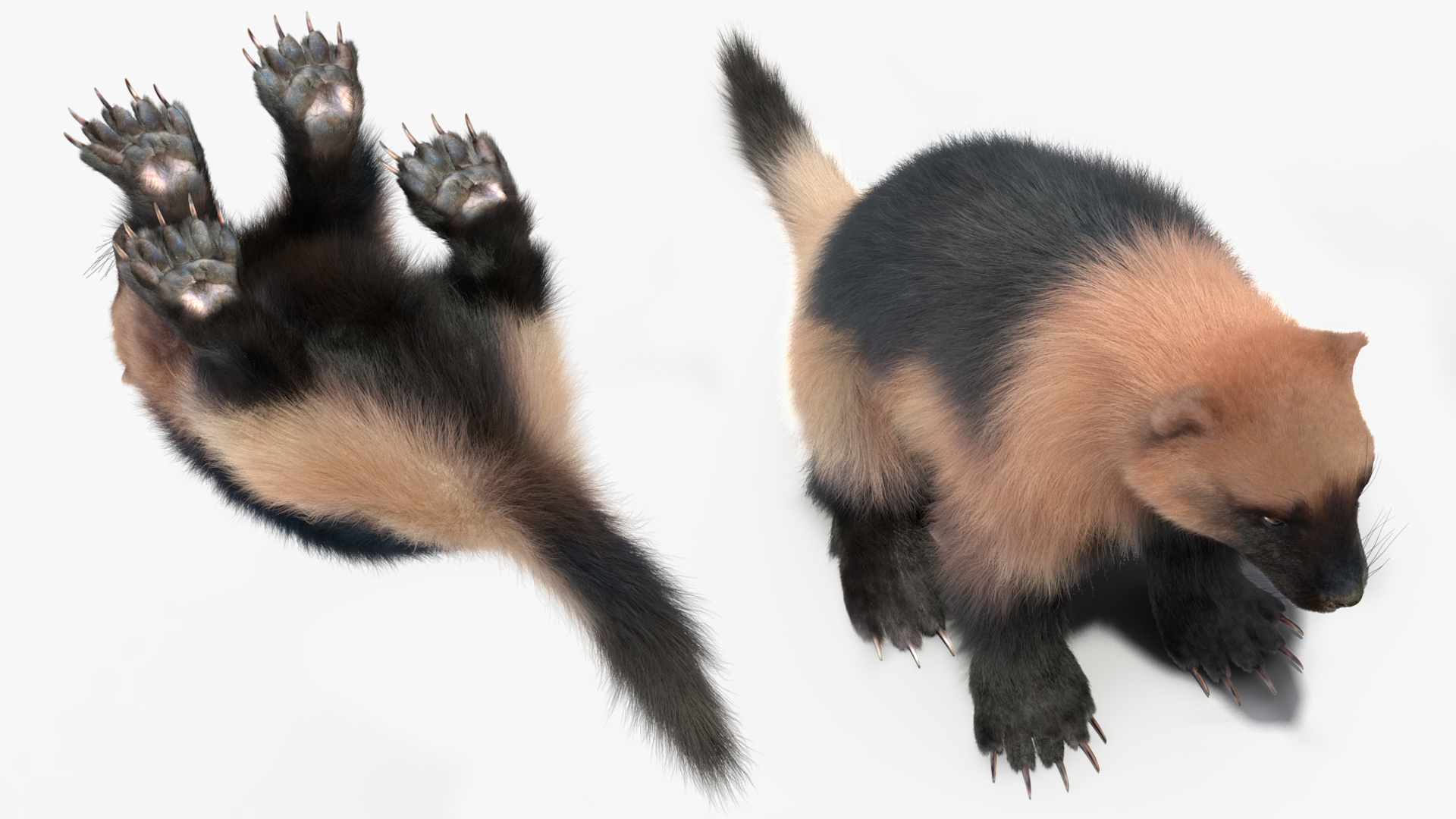 3D Wolverine Light Color Sitting Pose Fur model