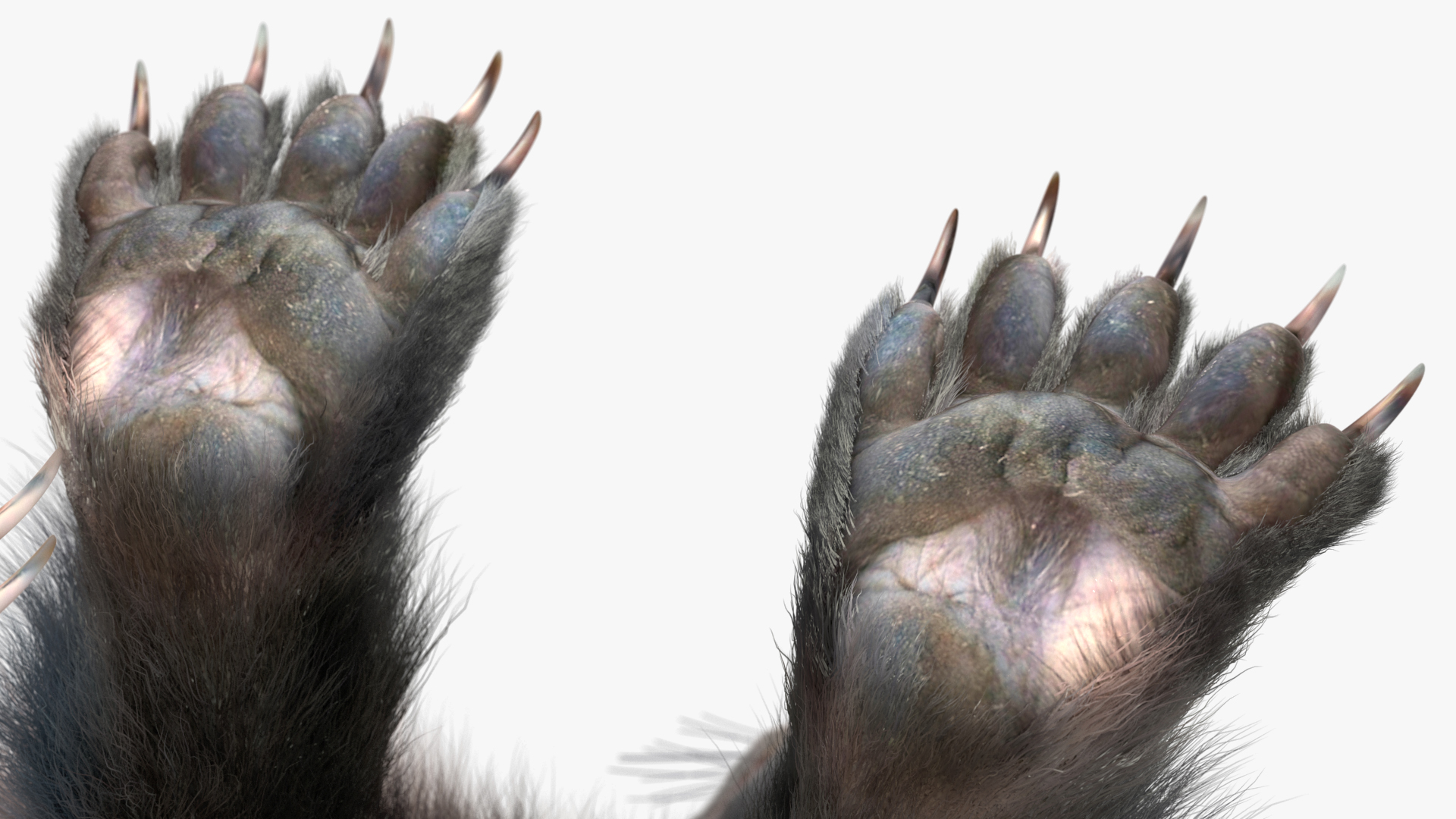 3D Wolverine Light Color Sitting Pose Fur model