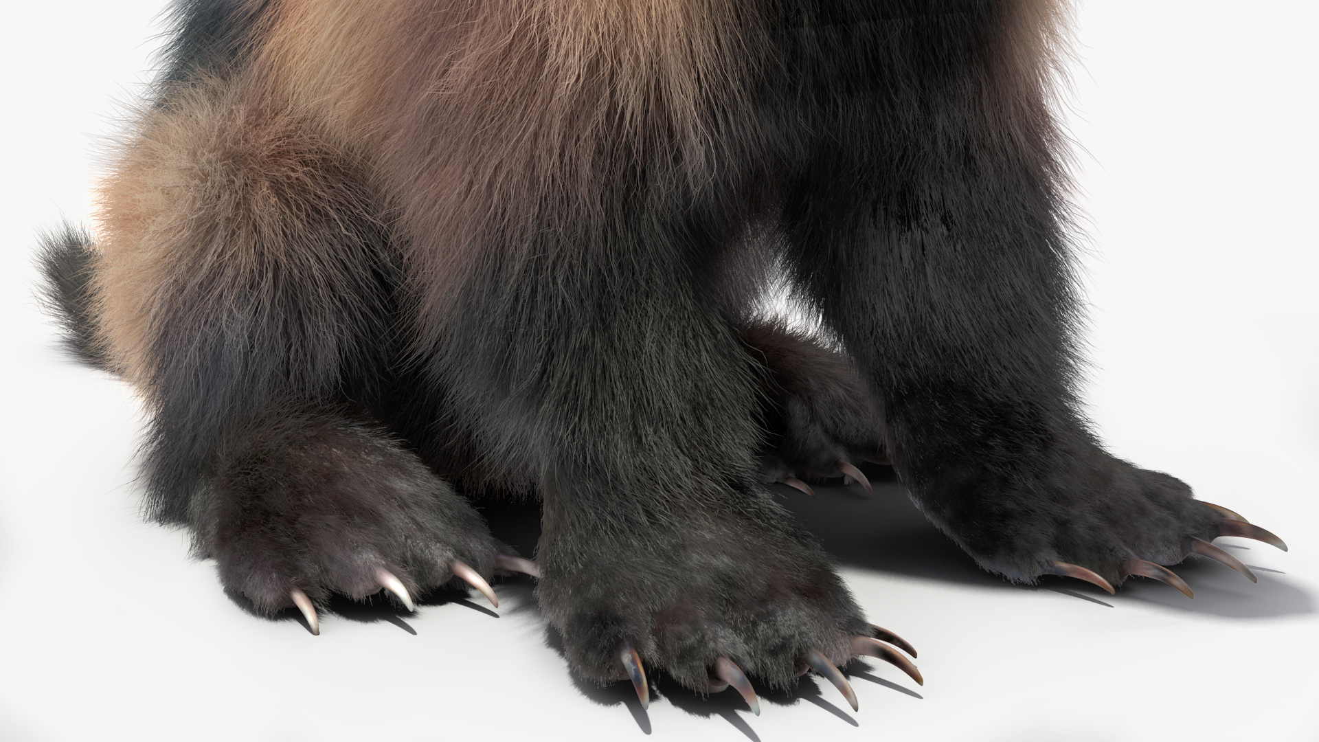 3D Wolverine Light Color Sitting Pose Fur model