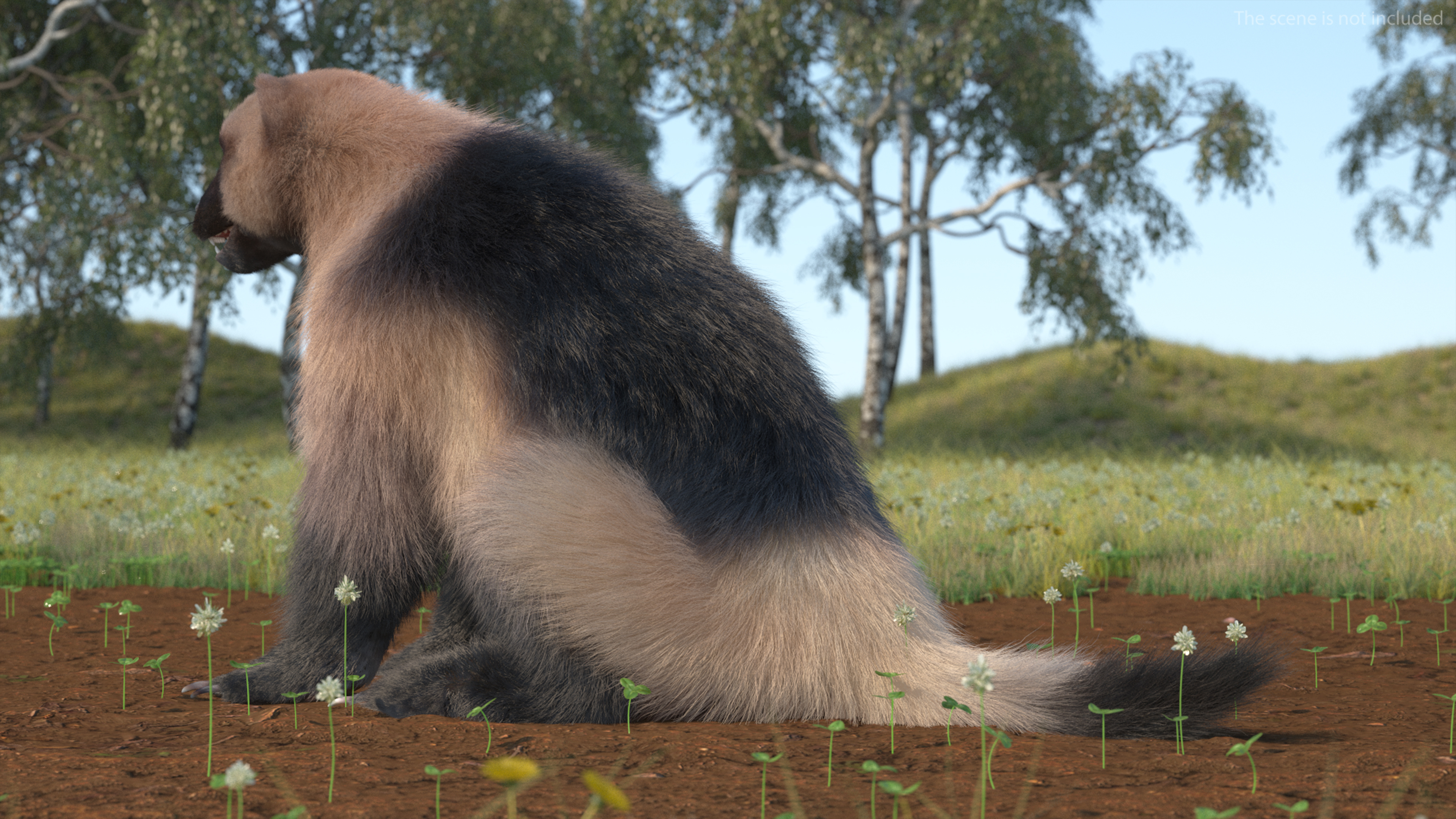 3D Wolverine Light Color Sitting Pose Fur model