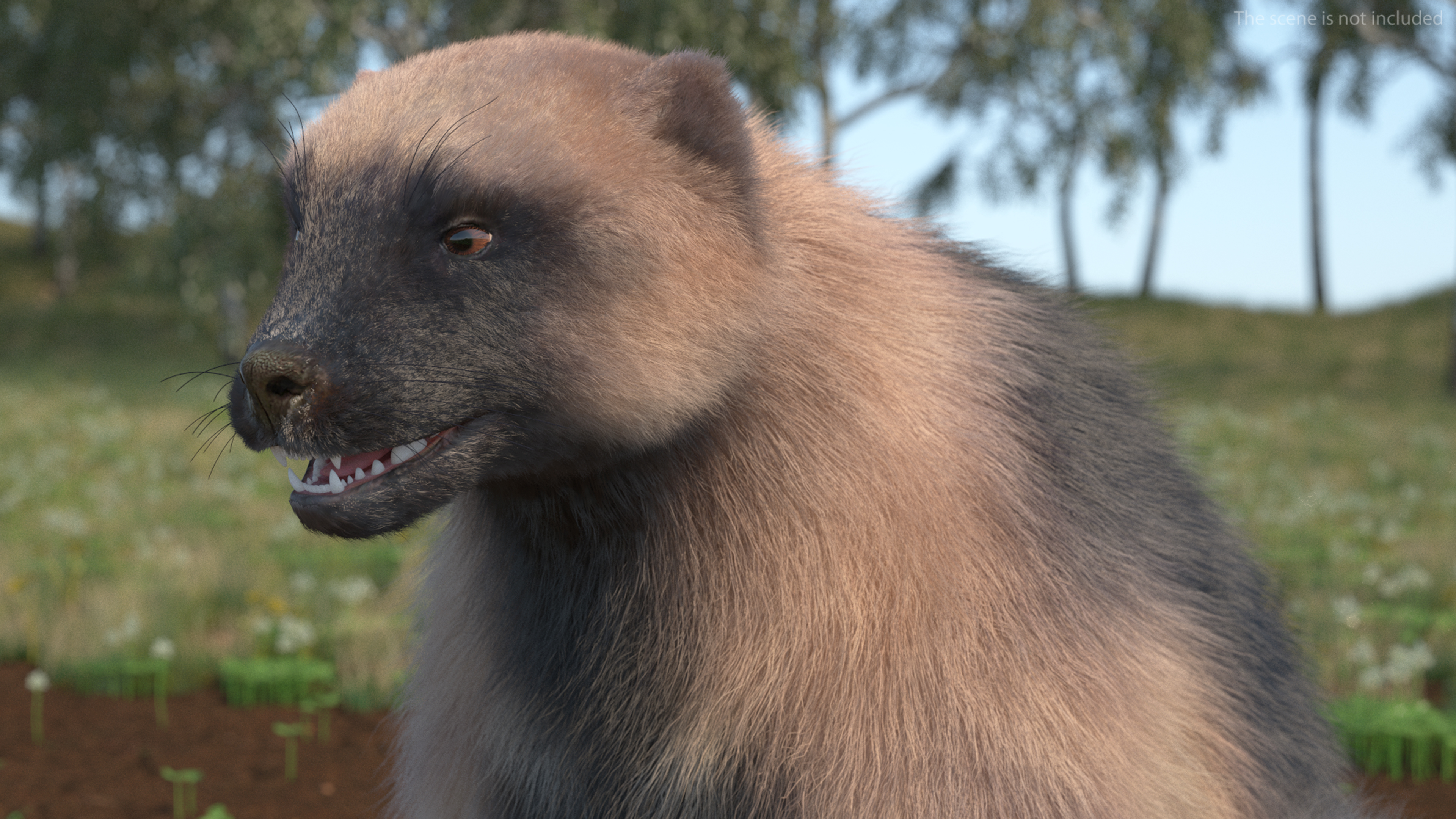 3D Wolverine Light Color Sitting Pose Fur model