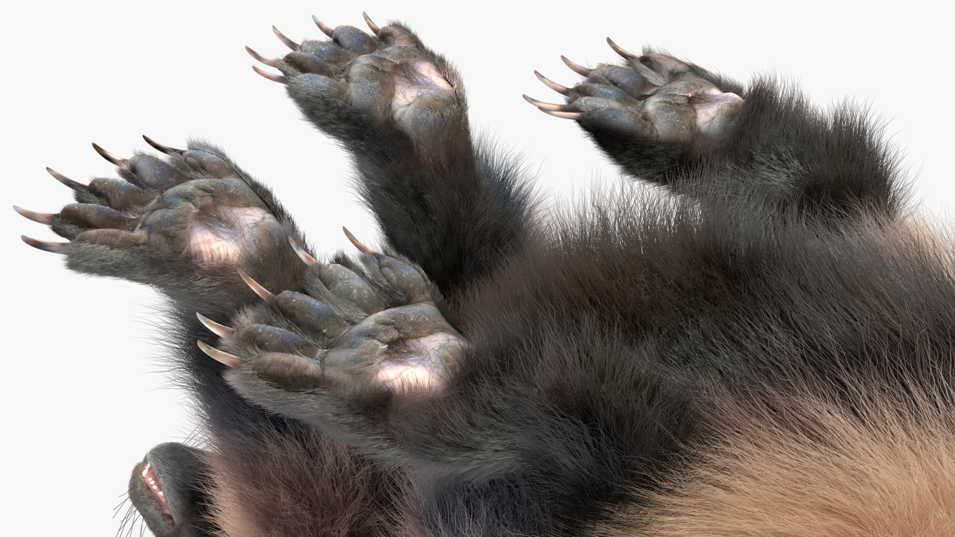 3D Wolverine Light Color Sitting Pose Fur model