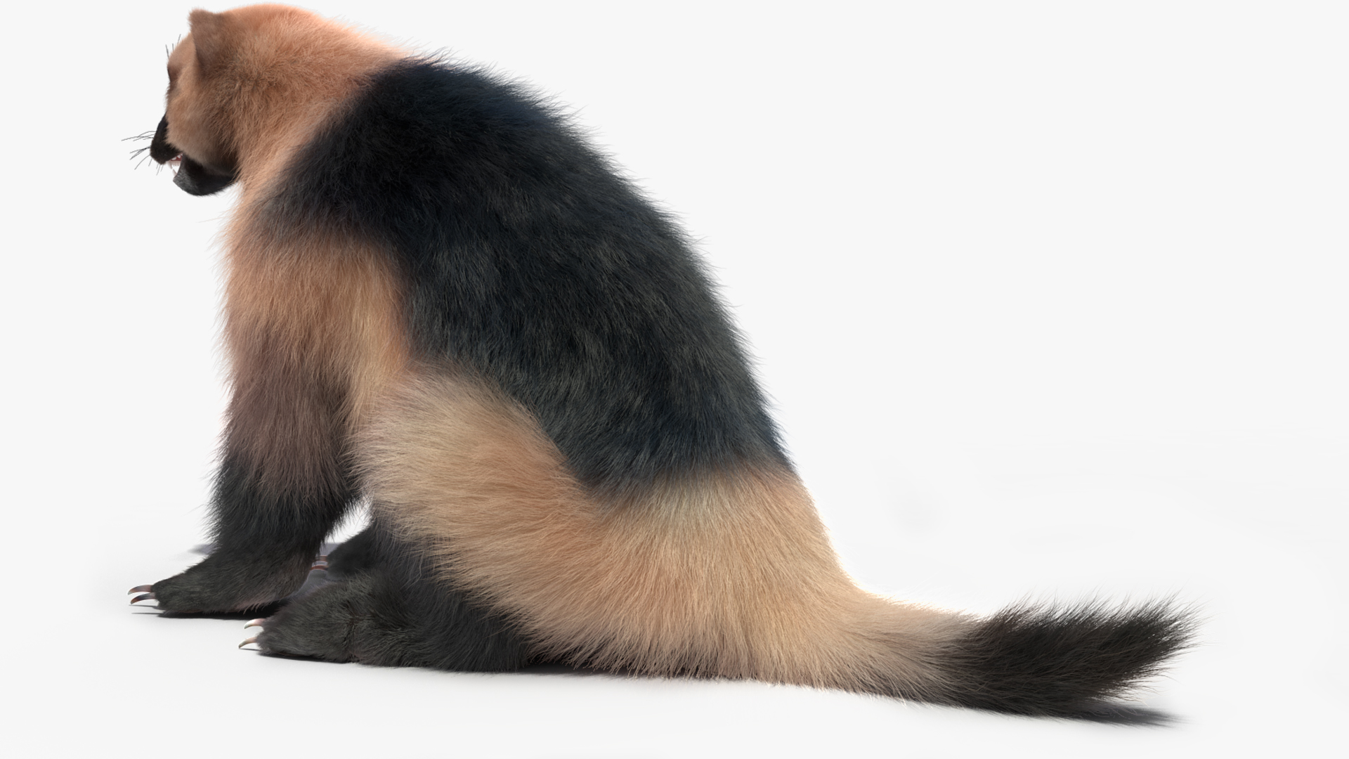 3D Wolverine Light Color Sitting Pose Fur model