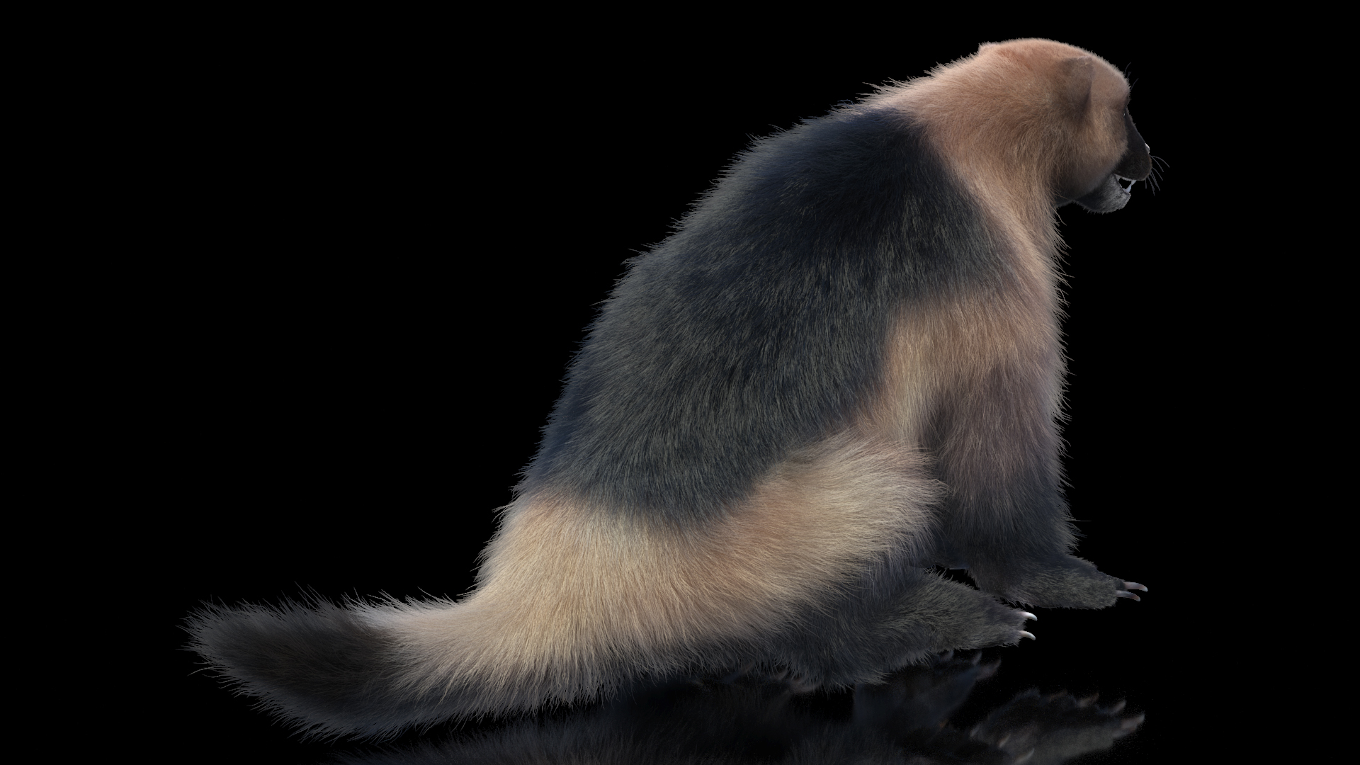 3D Wolverine Light Color Sitting Pose Fur model