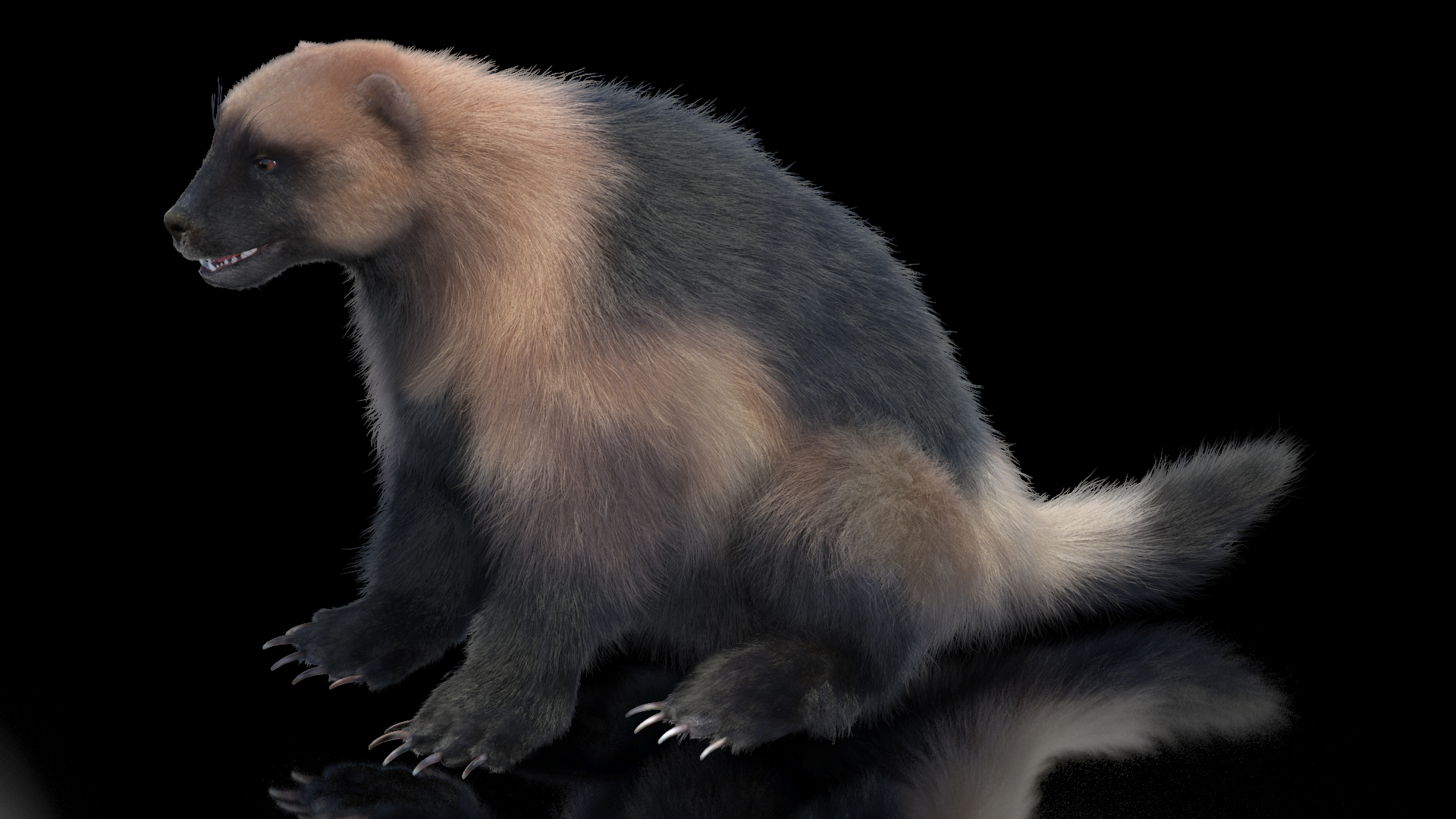 3D Wolverine Light Color Sitting Pose Fur model