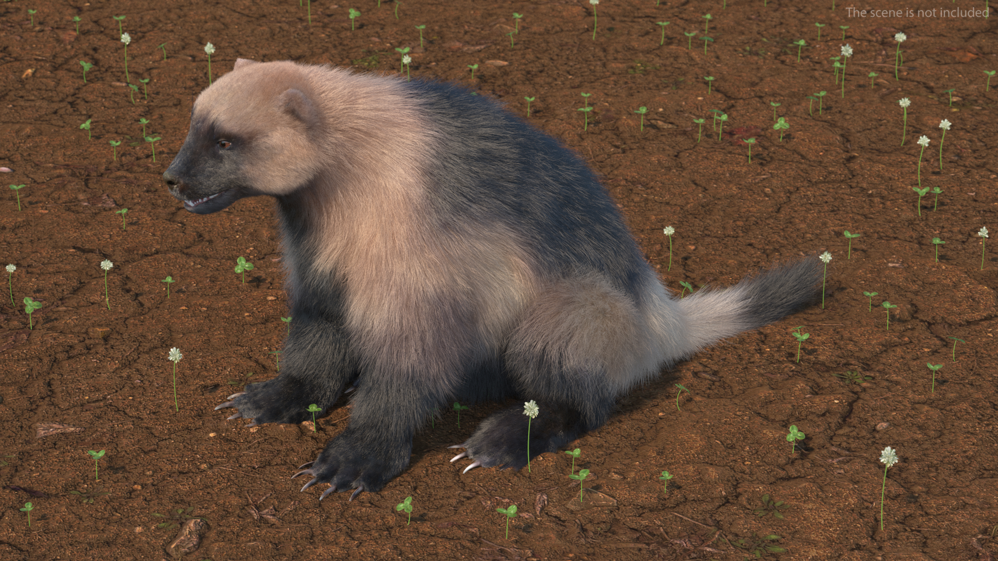 3D Wolverine Light Color Sitting Pose Fur model