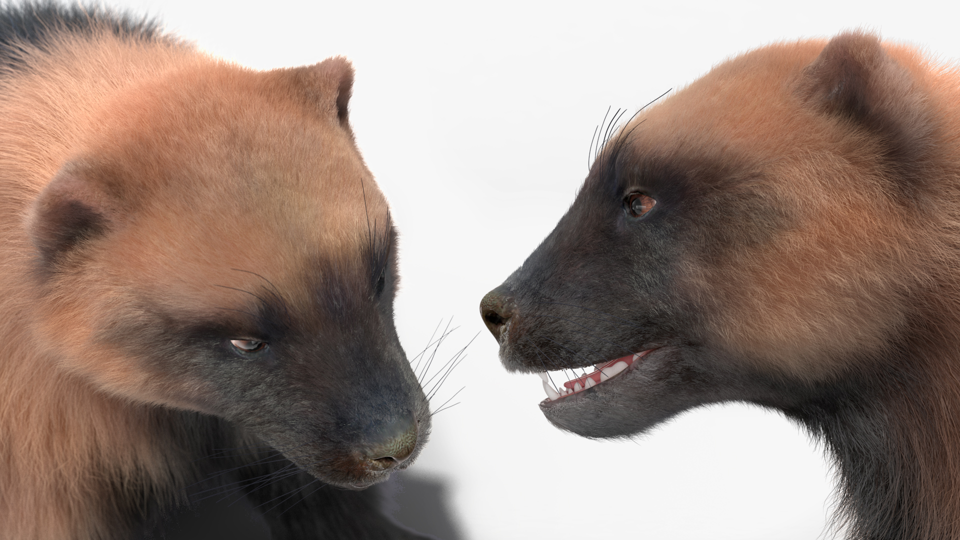 3D Wolverine Light Color Sitting Pose Fur model